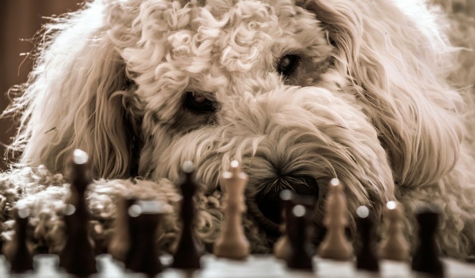 Dog playing chess