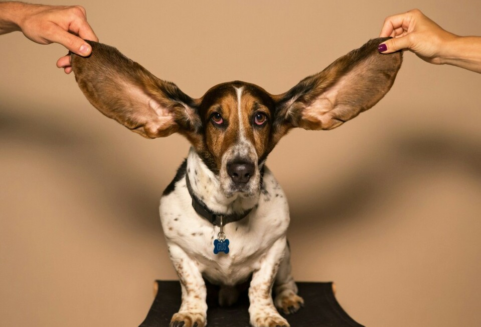 Dog ears