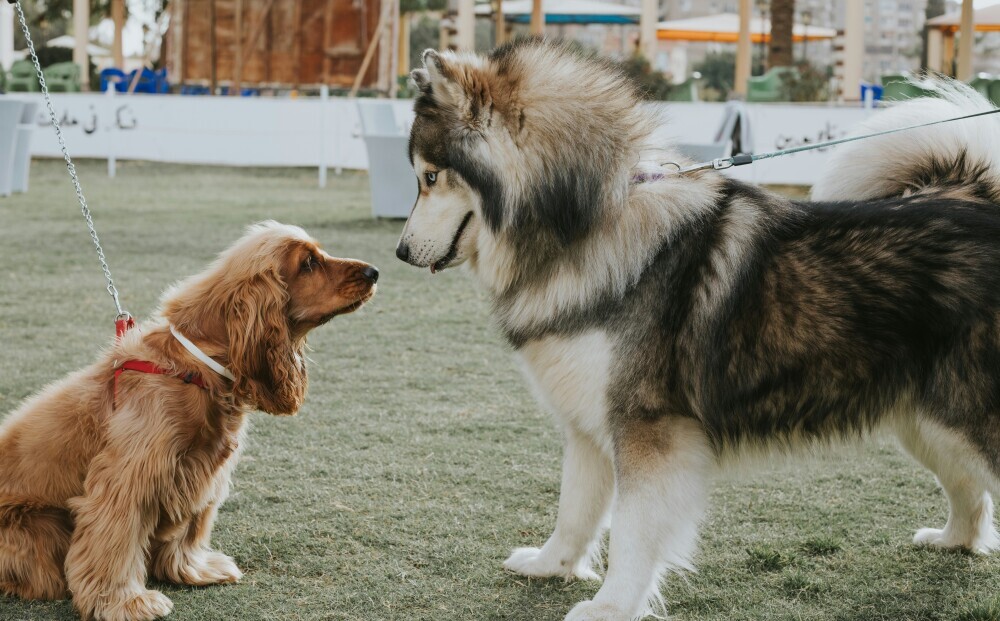 Dogs