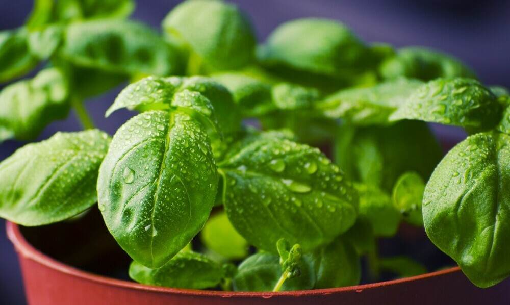 Basil