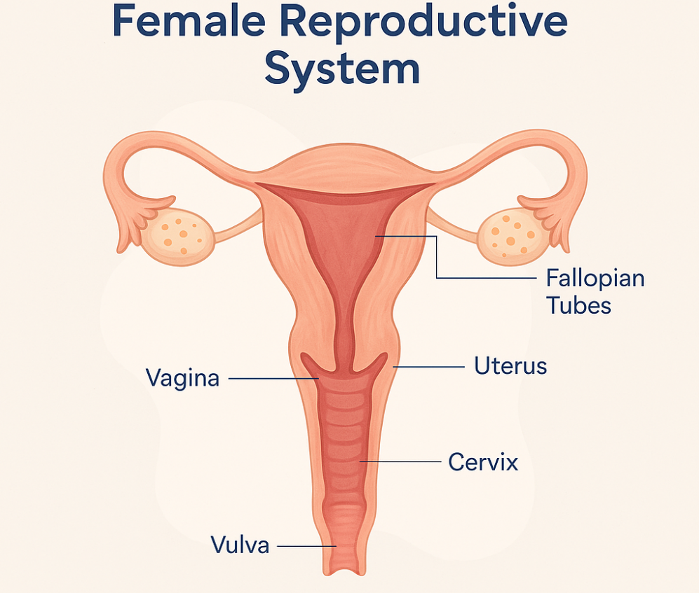 Female Reproductive System