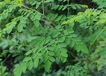 Moringa Tree