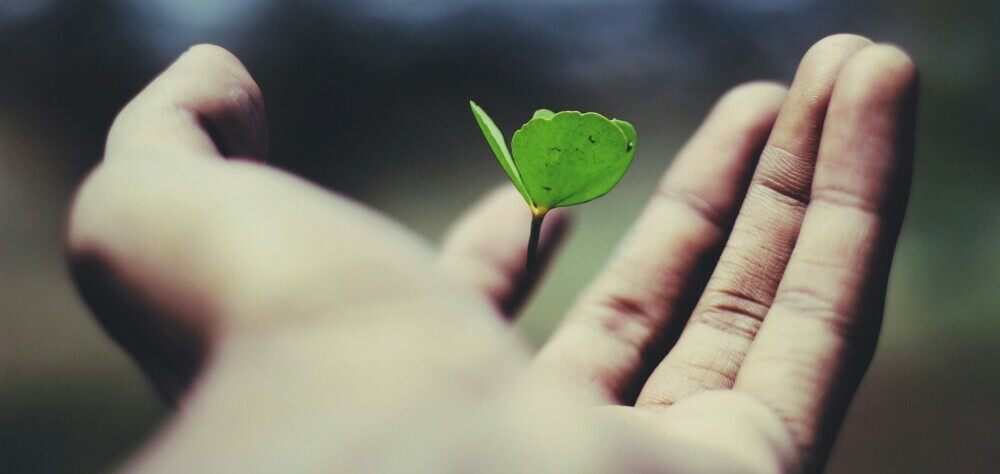 budding plant in open hand