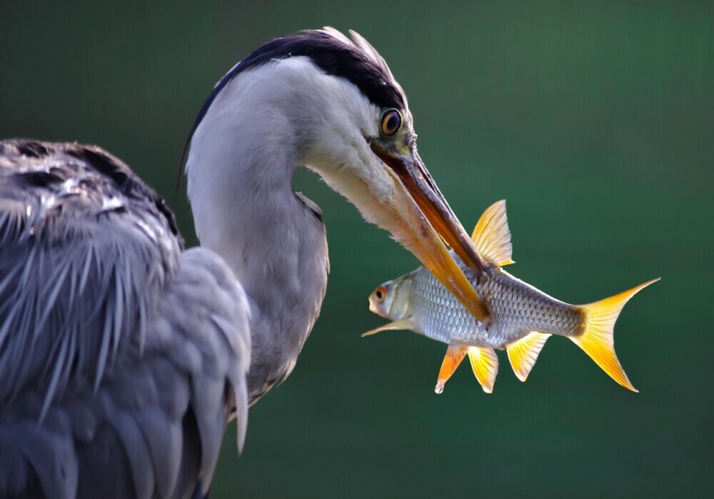 bird catches fish