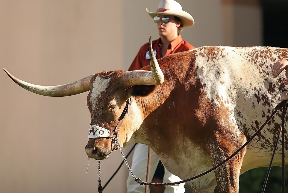 Bevo standing tall