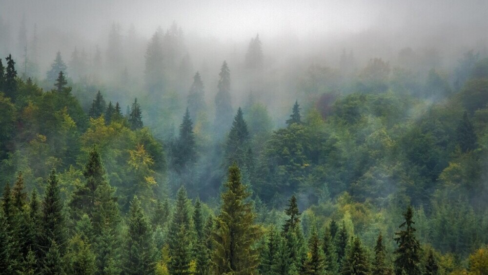 An image of a foggy forest symbolizing multiple offers over 365 days.