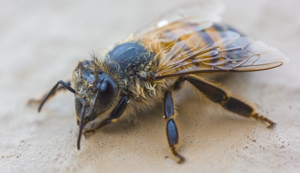 A honey bee