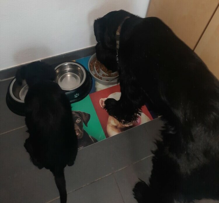  How to Feed a Standard Schnauzer 