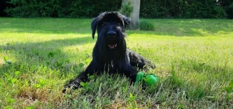 Are Standard Schnauzers Easy to Train?