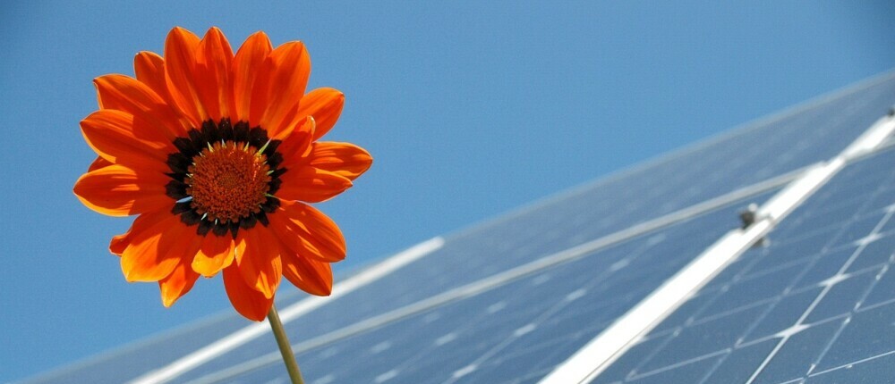 self seeded flower in solar panels