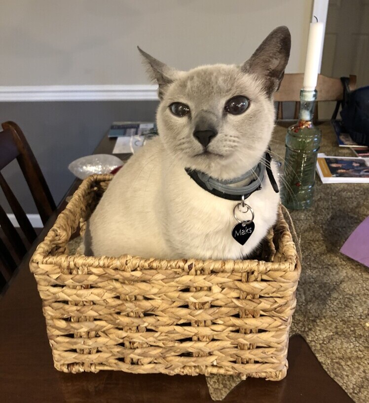 Cat sitting in wicker box