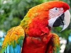 The Parrot