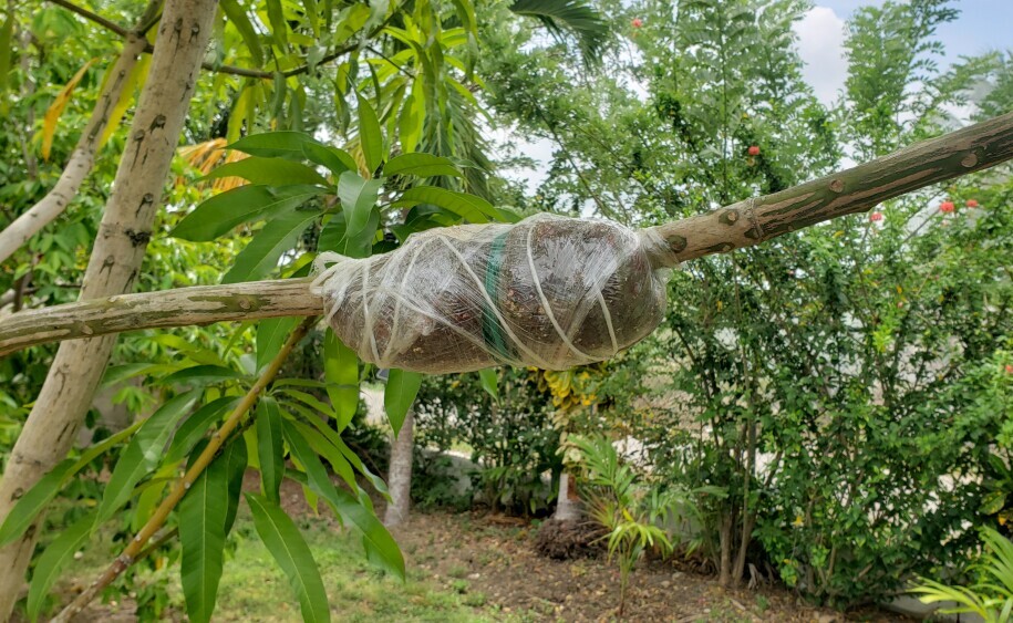 "Tree branch with air layering setup 