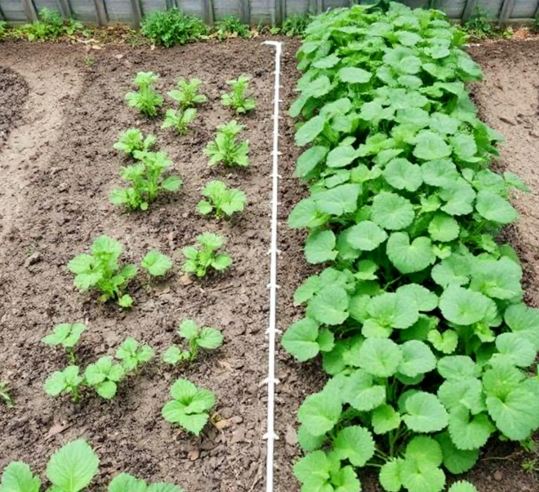 Proper spacing between plants