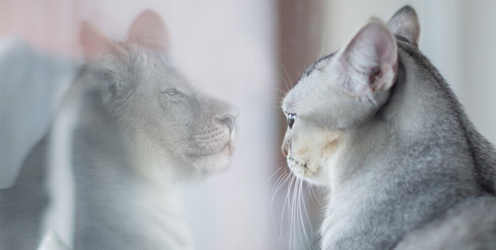 a cat looking into its reflection seeing a lion improving its own self-esteem