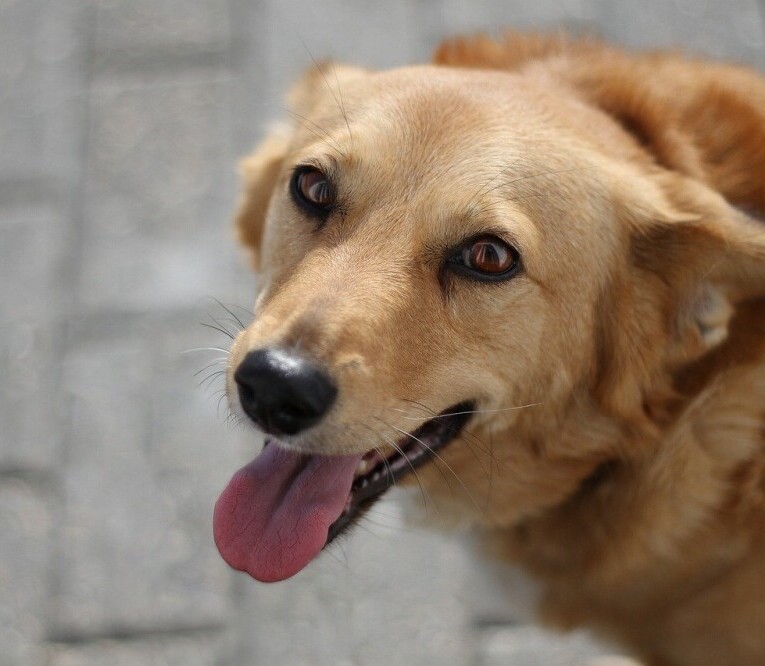 Having a pet around is wonderfully comforting