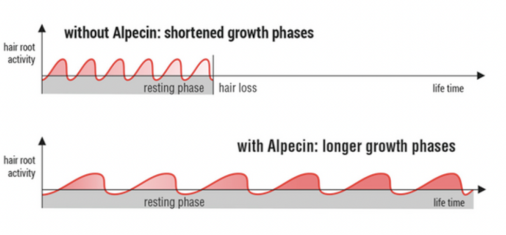 Hair Growth Phases With and Without Alcepin Caffeine Shampoo