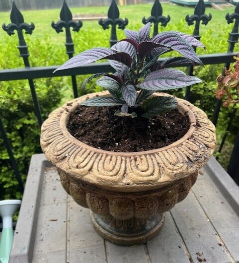 plant 8