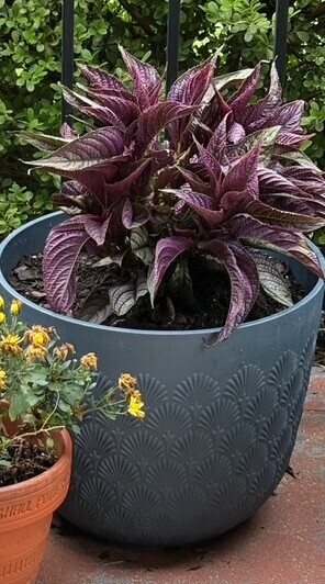 plant 6