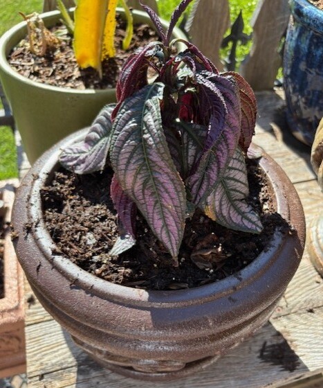 plant 2