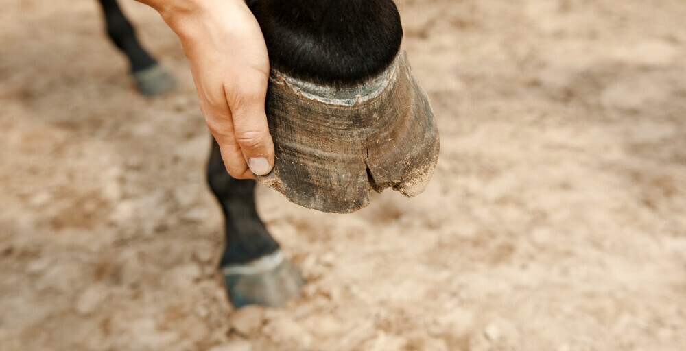 A brittle damaged hoof needs supplements