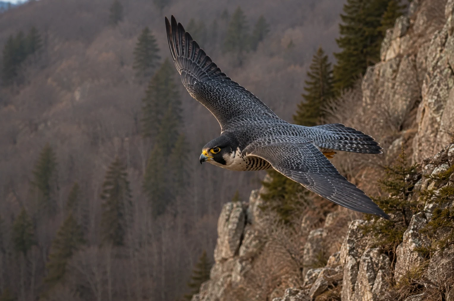 Peregrine falcon soaring past a rugged rocky cliff, representing the environmental activism subjects discussed in Silent Spring. 