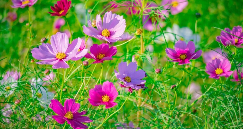 Cosmos Flowering