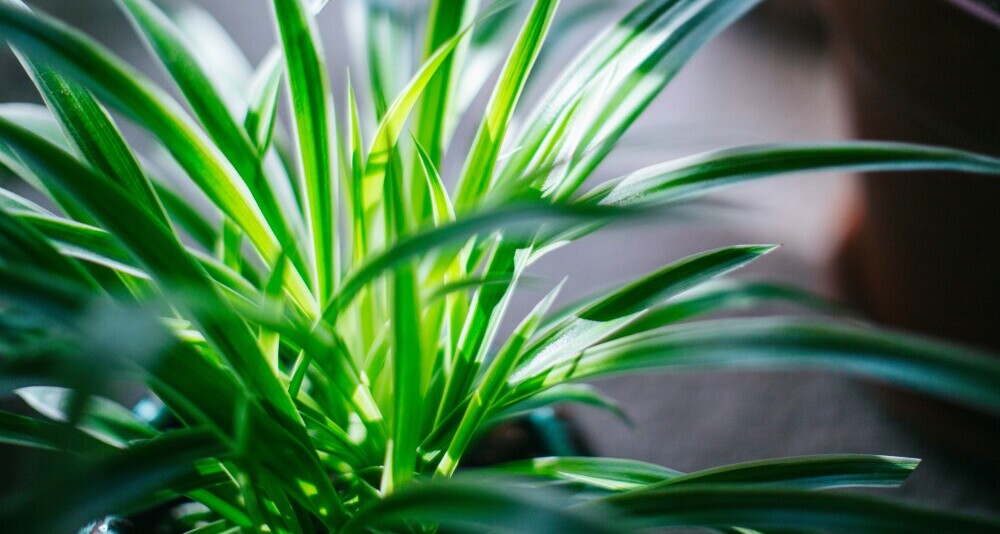 spider plant close up