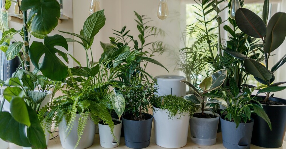 indoor plants