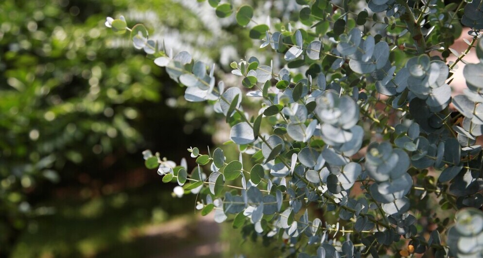 Eucalyptus