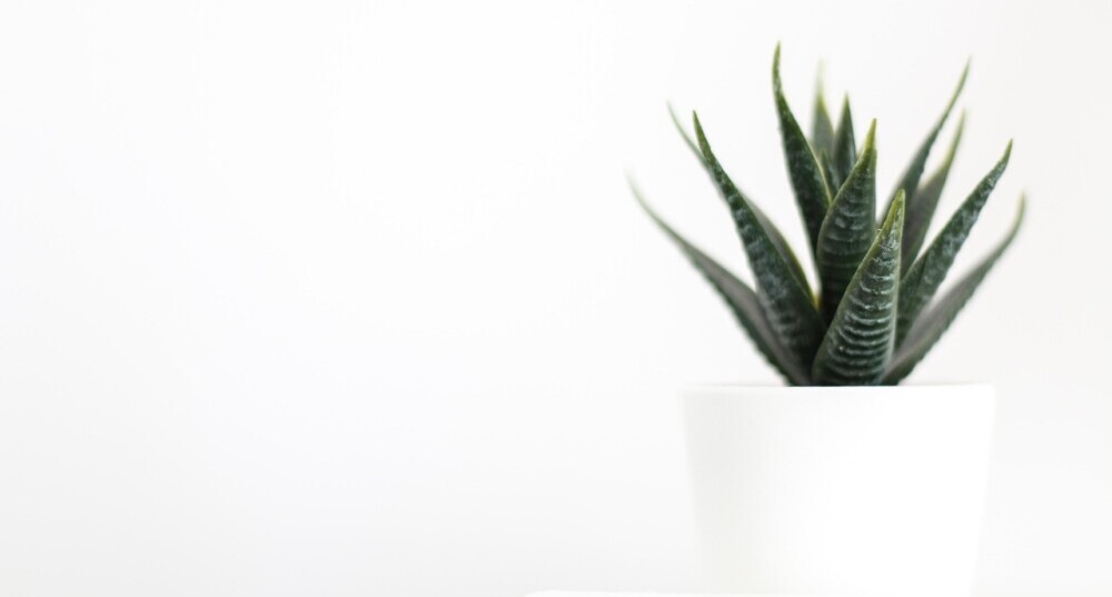 snake plant in white pot