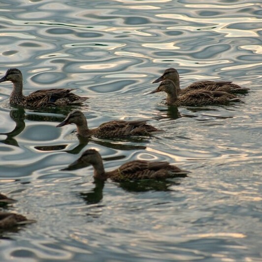 ducks on the water