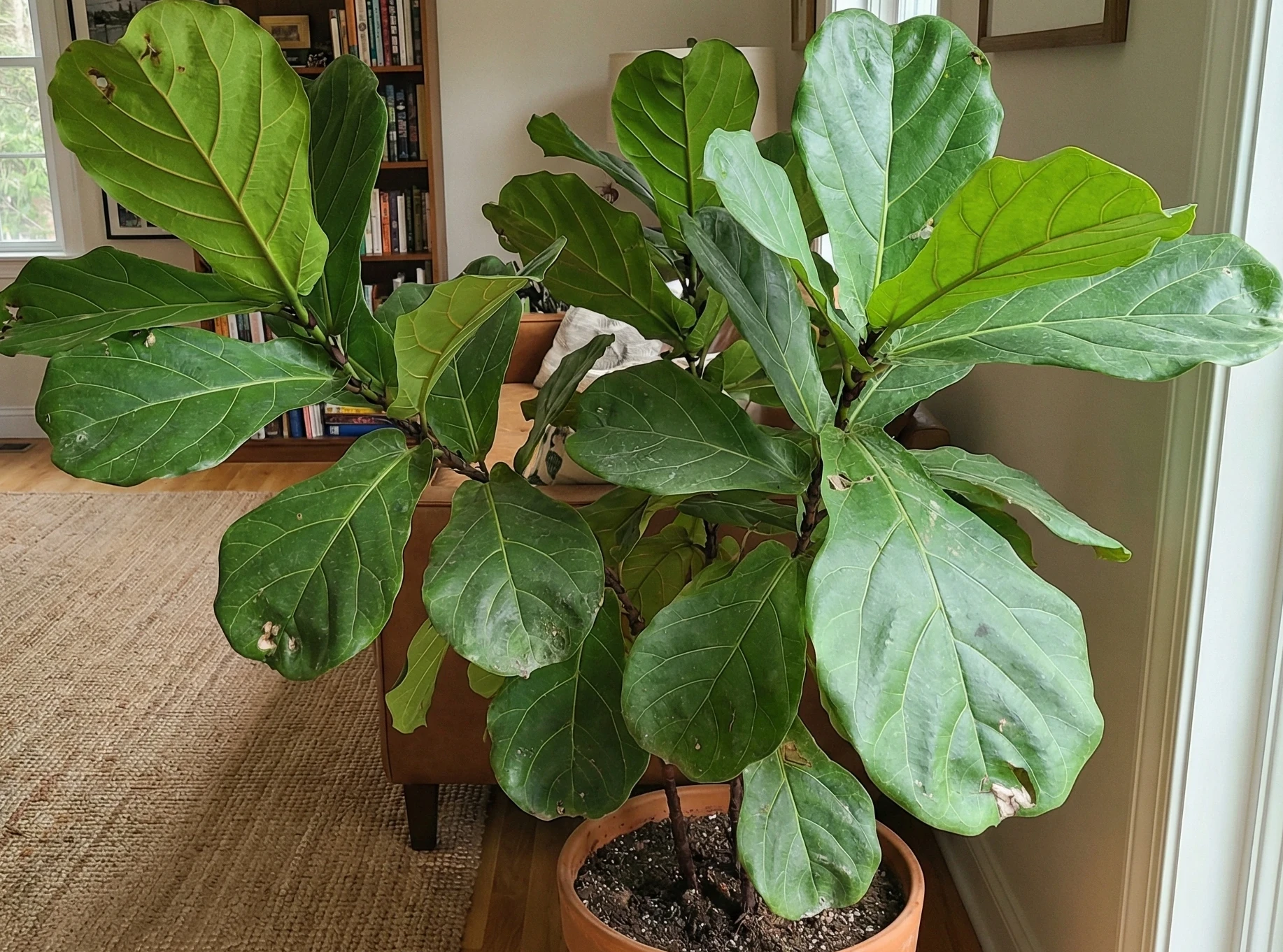 Ficus lyrata