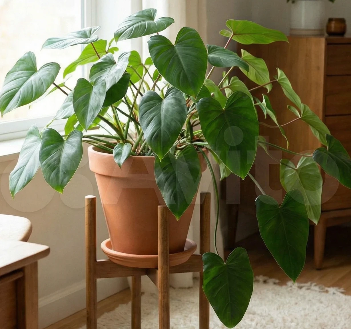 Philodendron