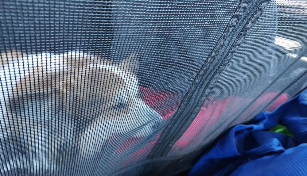 Airstream with pets