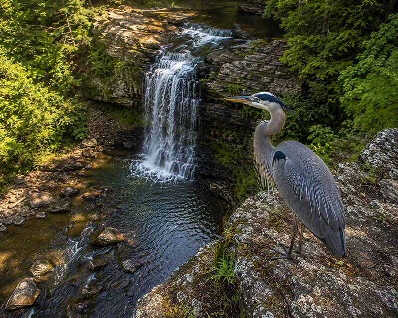 Heron High Angle