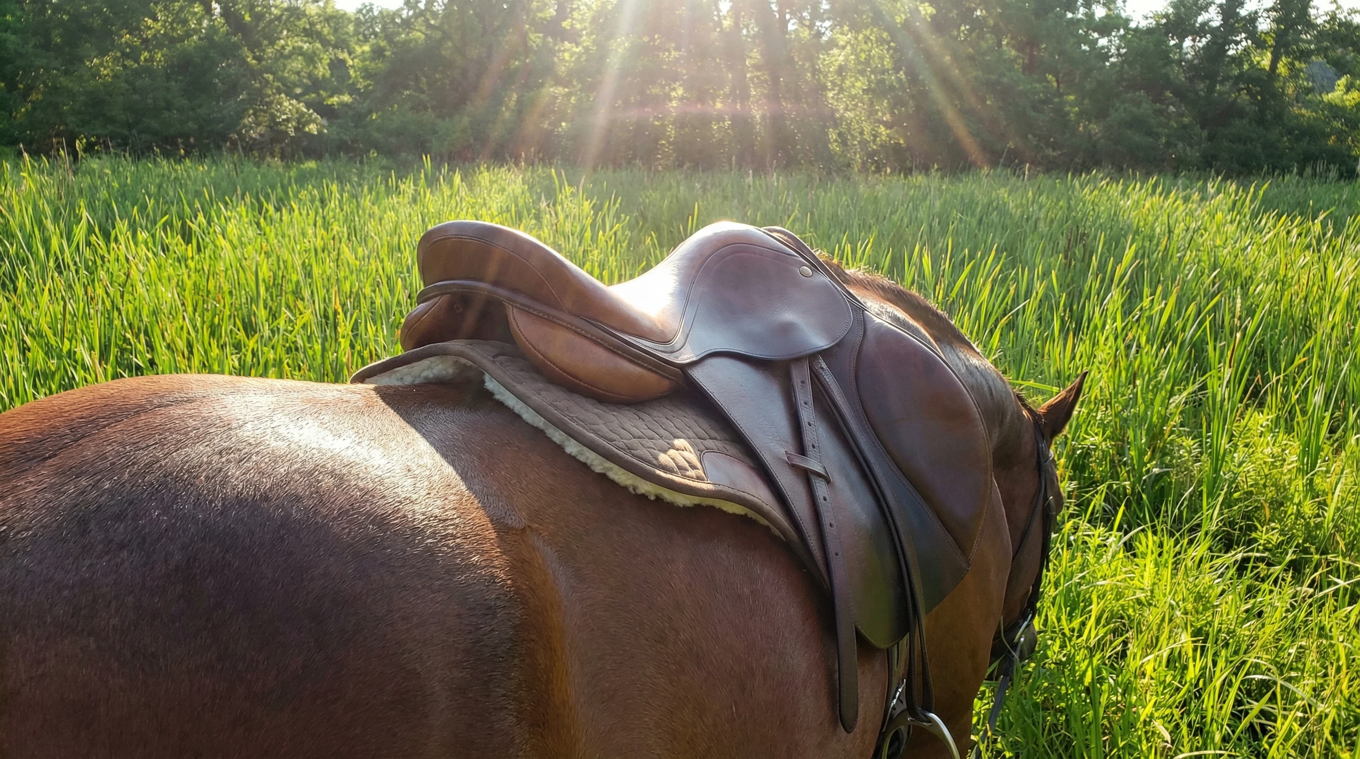 Closeup of a well-fitted English saddle on the back of a gaited horse, showing clear spine and wither clearance, sunlight streaming through a lush green field in the background.