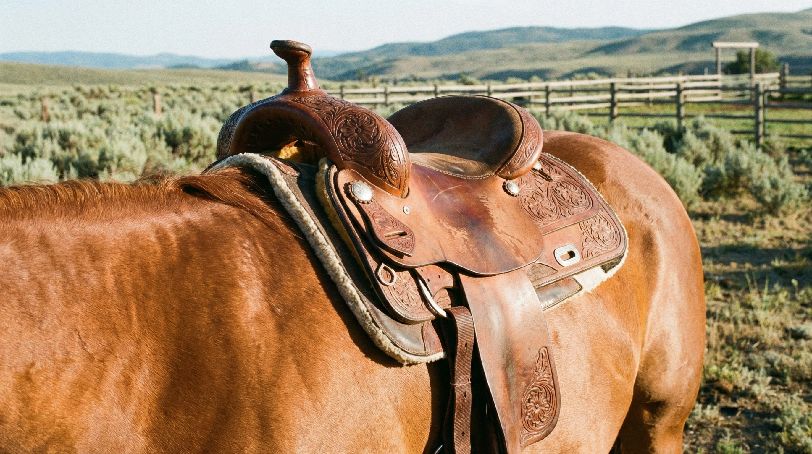 best western saddle for draft horses