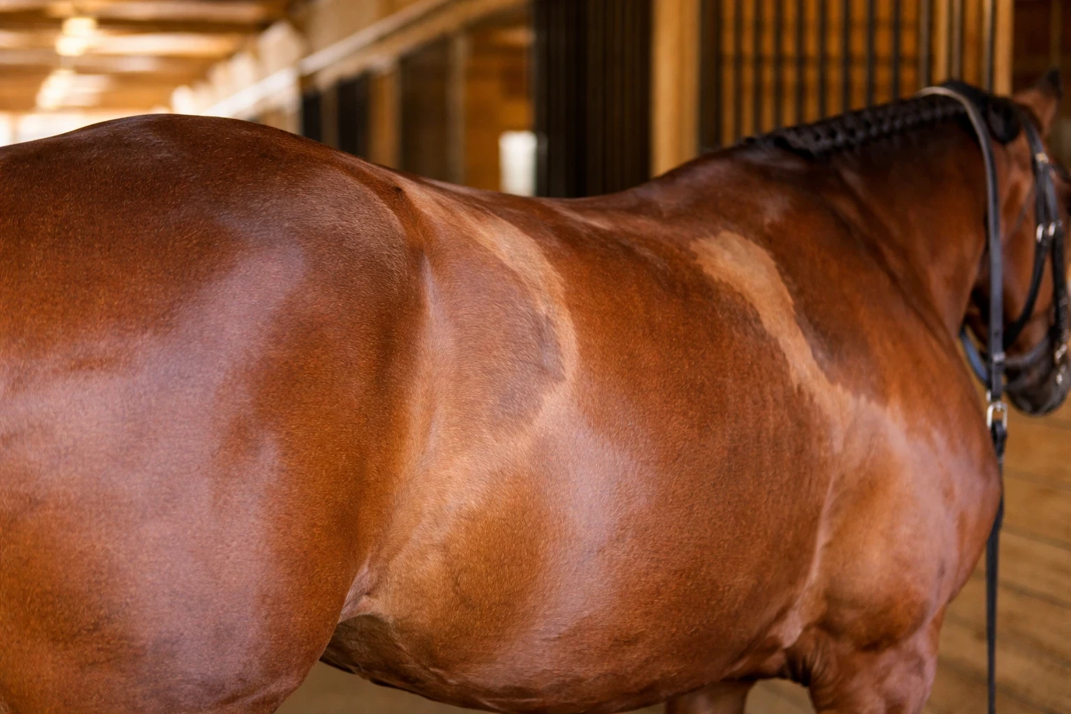 uneven sweat marks on horse back showing possible saddle fit problem