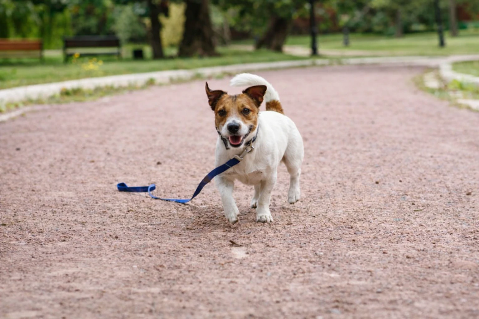 dog roaming off leash