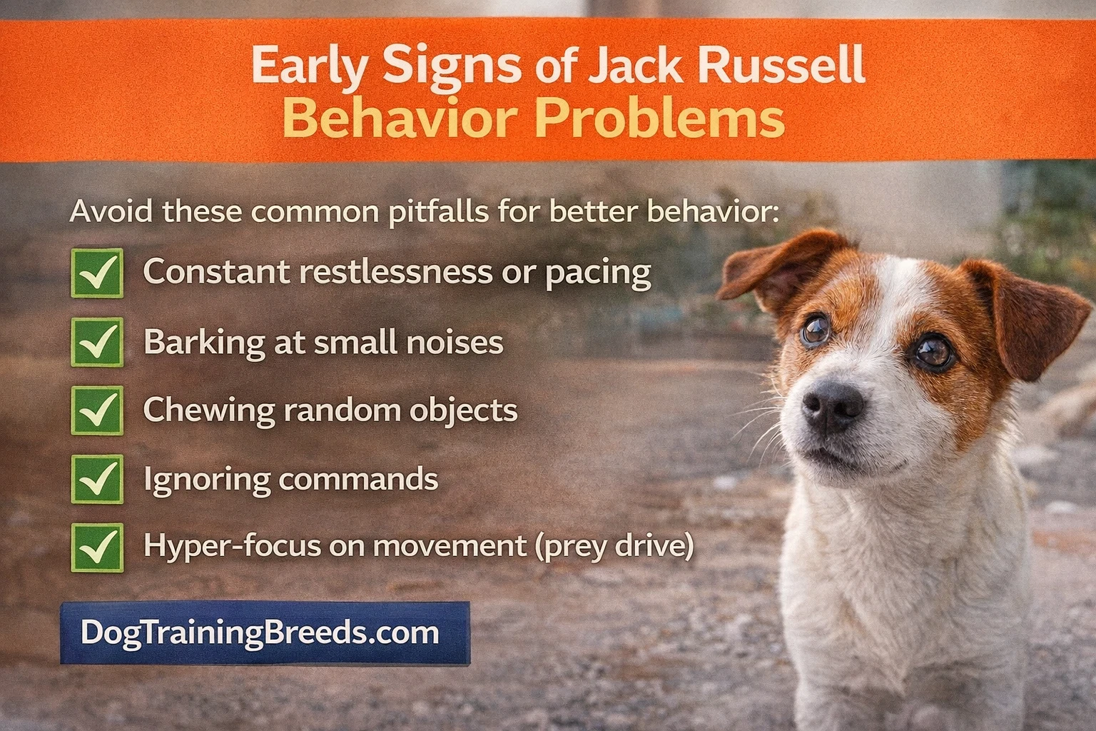 Early signs of Jack Russell Terrier behavior problems including restlessness, barking, chewing, and ignoring commands