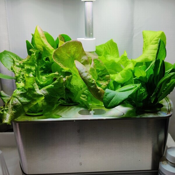 A countertop AeroGarden bursting with leafy greens and glowing like it knows it's winning.