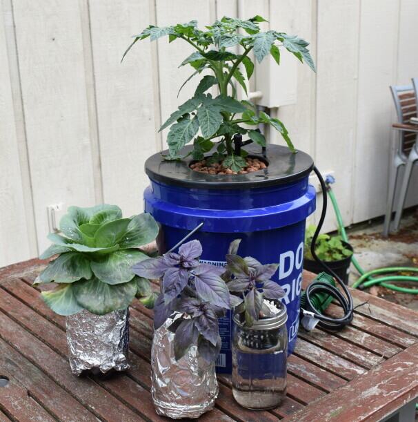 Mason jars, foil-wrapped cups, and a tomato plant defying logic in a bucket on a table.