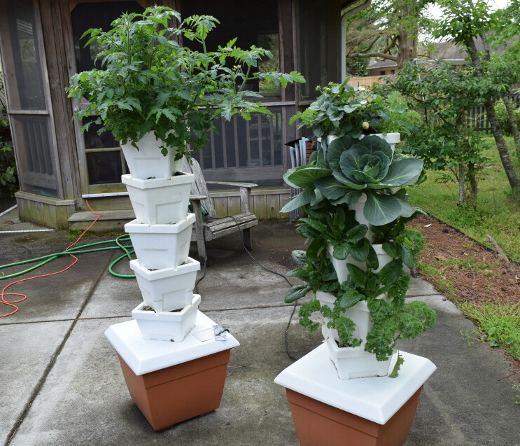Tower gardens overflowing with greens like they’re competing for Best in Show.