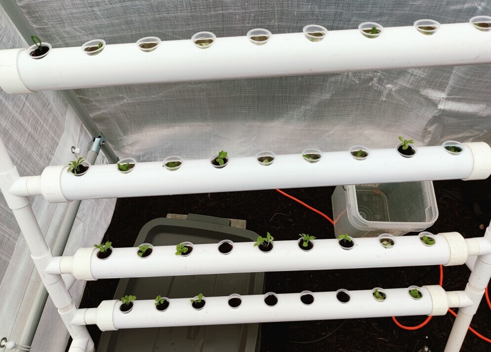 A slick PVC hydroponic setup sunning itself in the yard, with seedlings