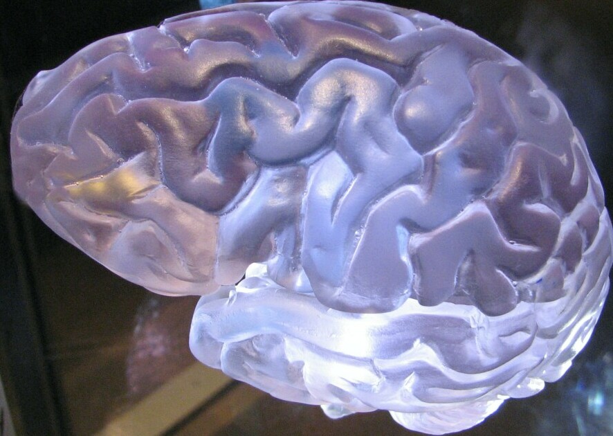 brain