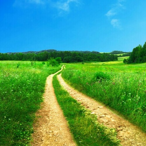 sun dappled path