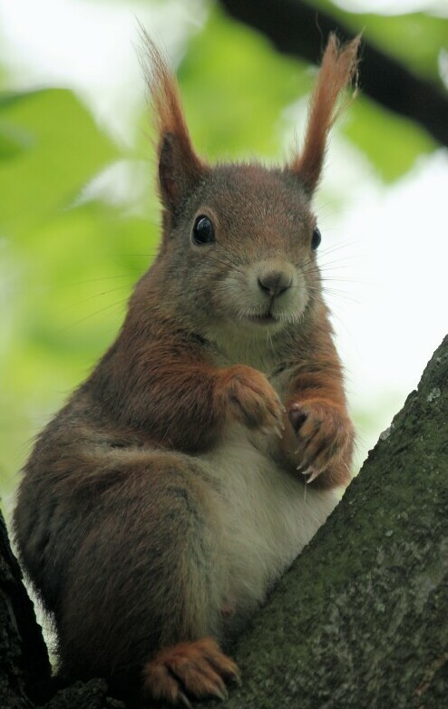stressed squirrel