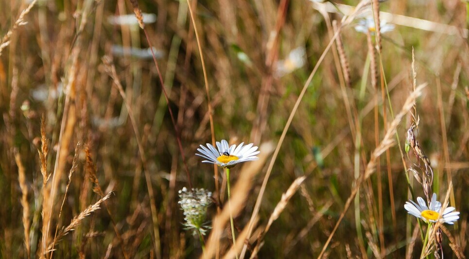 sprouts amidst the weeds