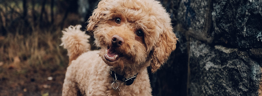 The Lab Poodle that's off its Noodle and Affiliate Marketing